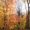 Successional Forest in Forest Park