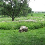 Hidden Creek Savanna in Forest Park